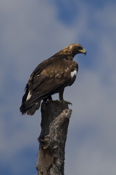 Àguila daurada