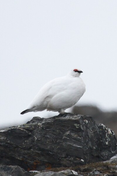 Perdiu blanca
