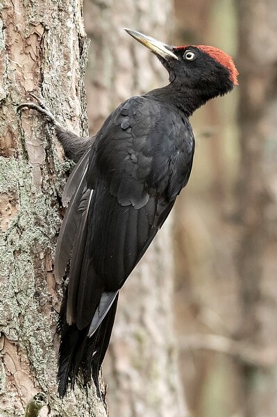 Picot negre