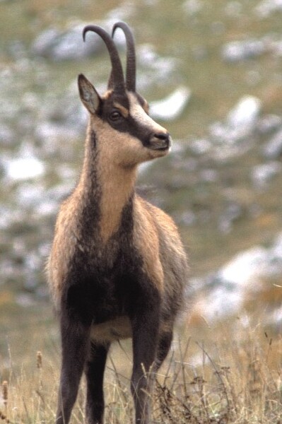 Isard