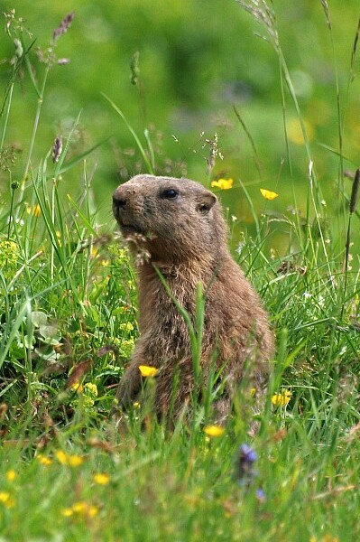 Marmota alpina