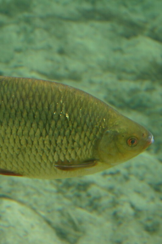Gardí