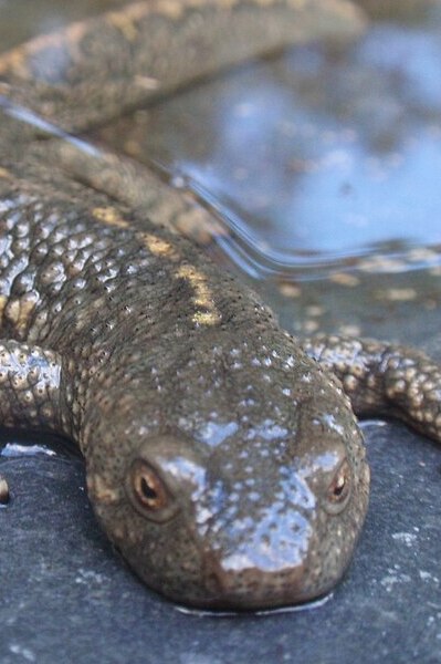 Tritó pirinenc