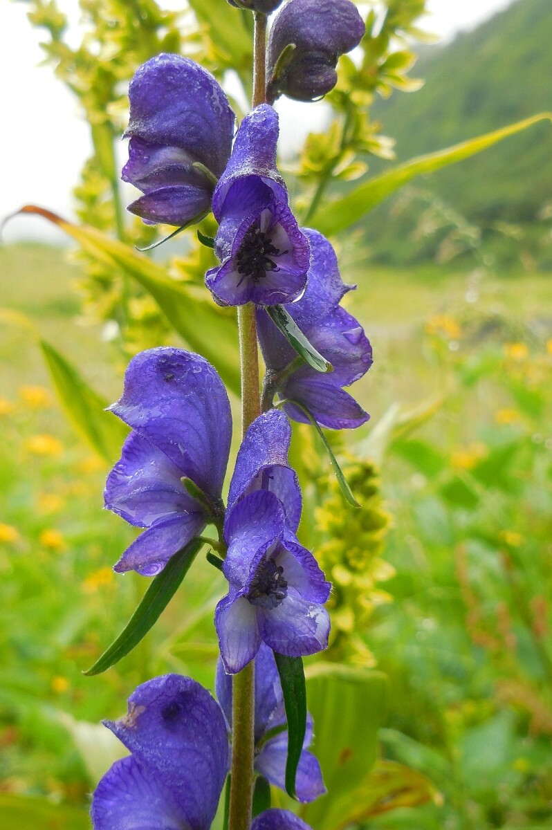 Aconitum napellus