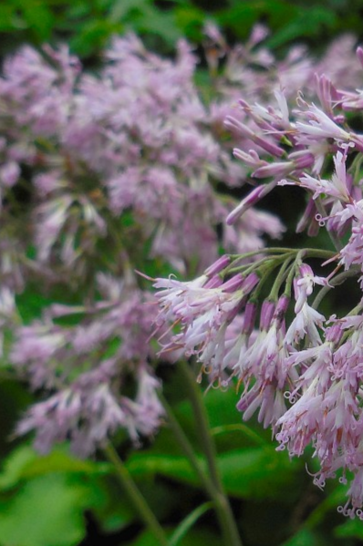 Adenostyles alliariae