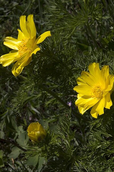 Adonis pyrenaica