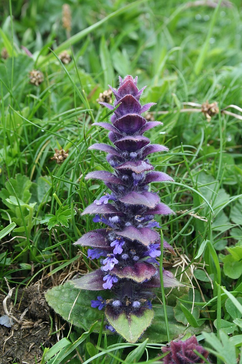 Ajuga pyramidalis