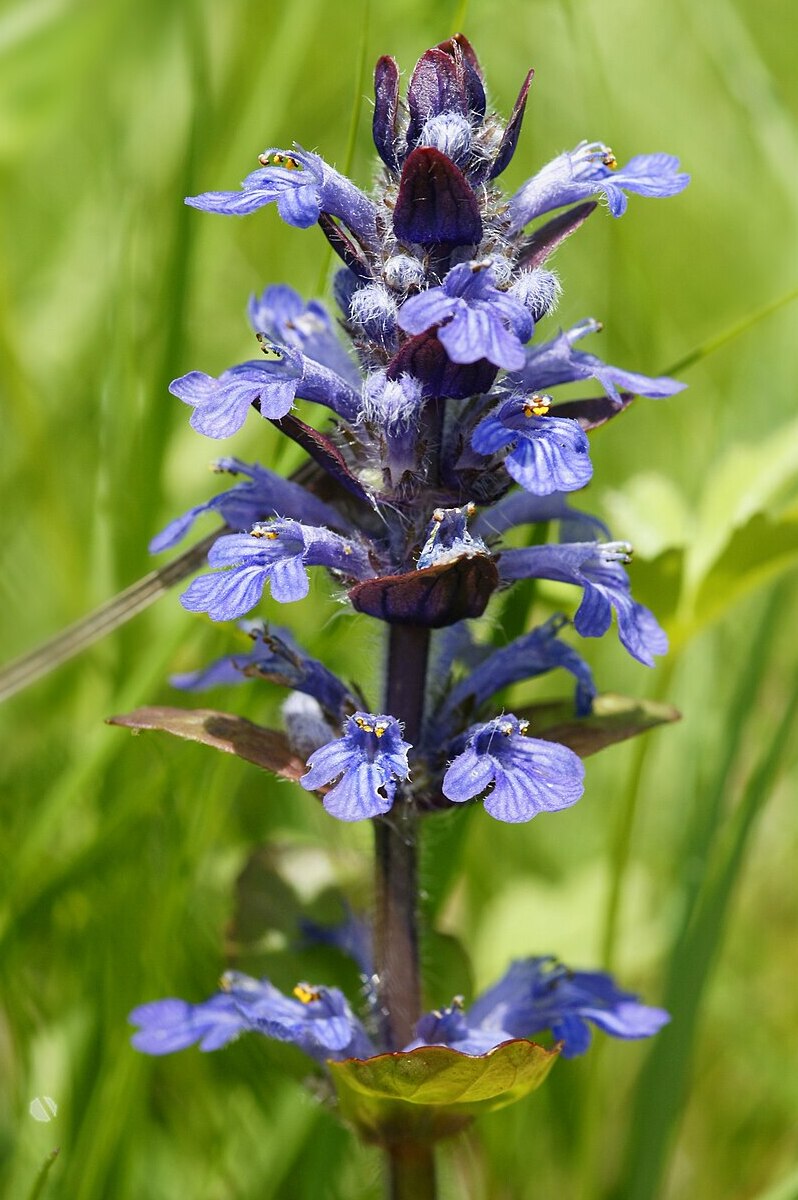 Ajuga reptans
