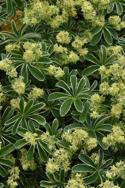Alchemilla alpina