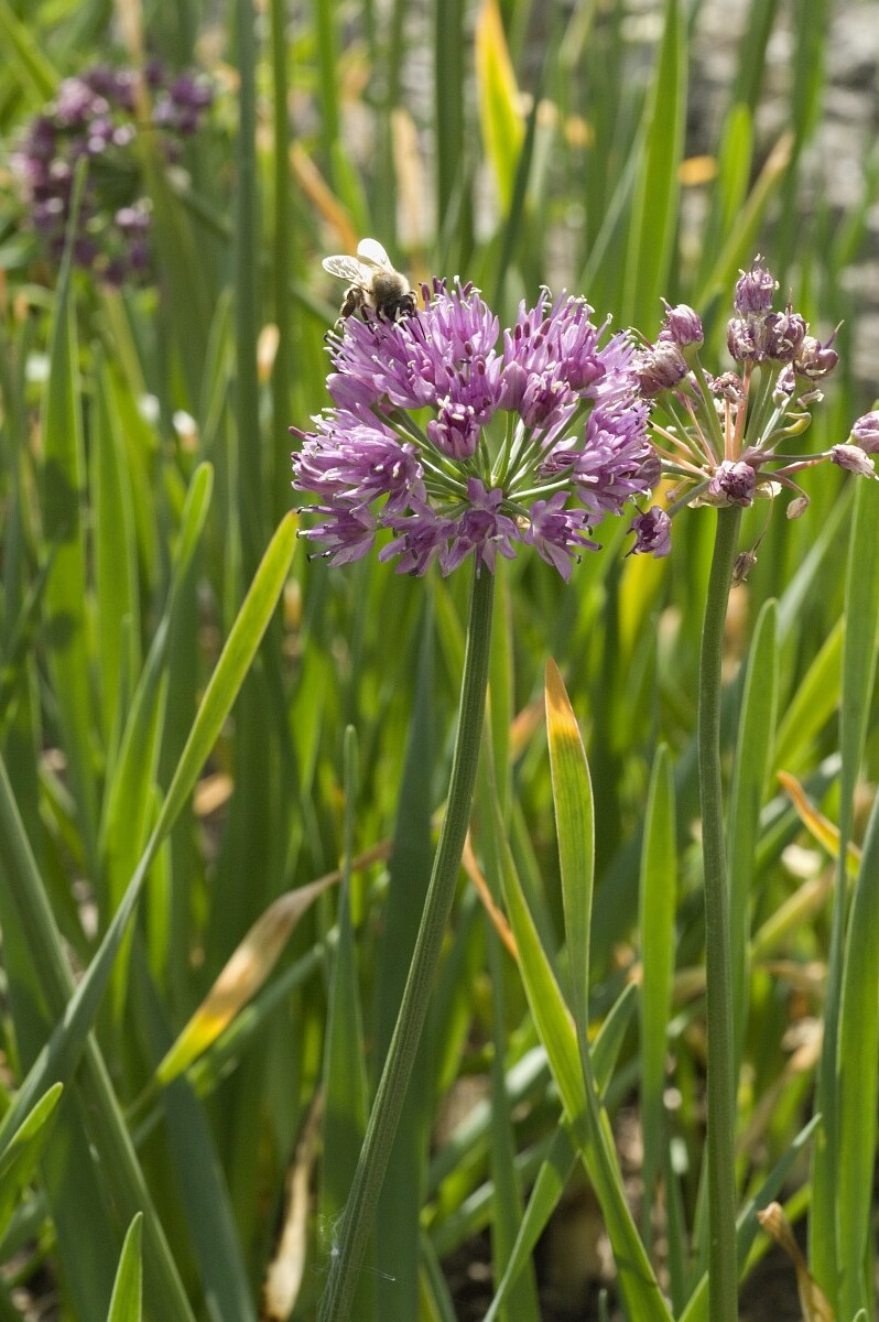 Allium pyrenaicum