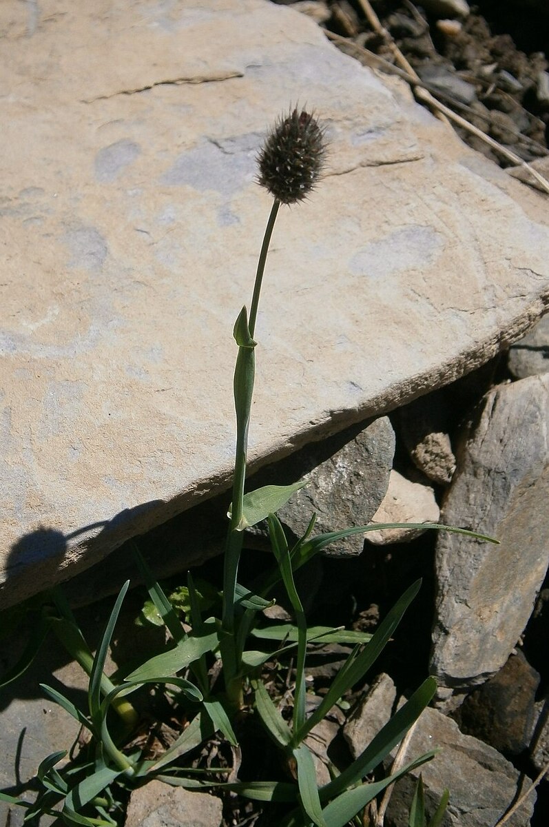 Alopecurus gerardii