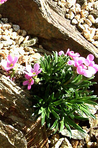 Androsace halleri