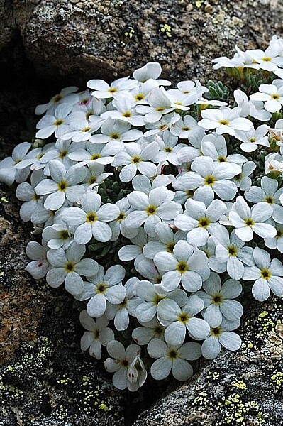 Androsace vandellii