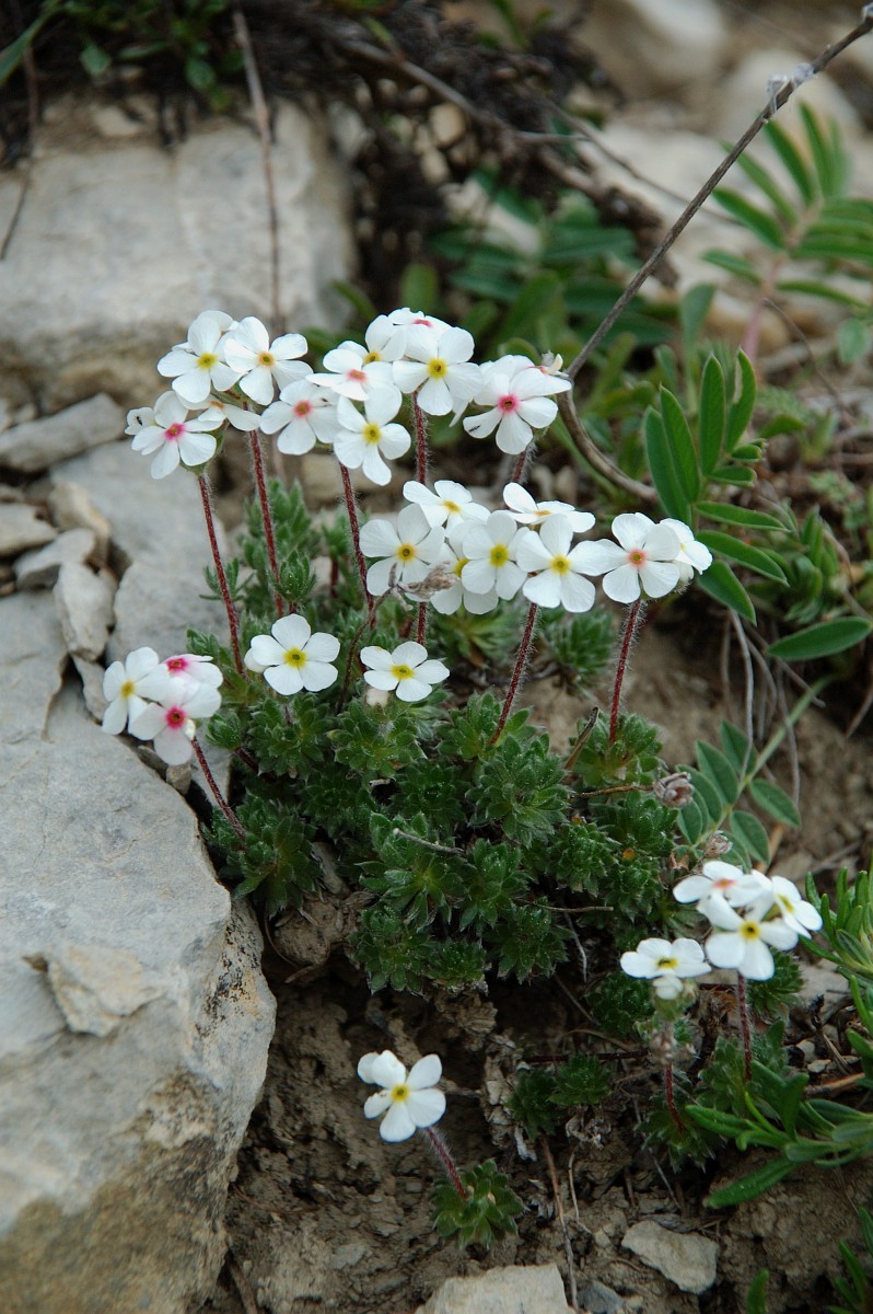 Androsace villosa