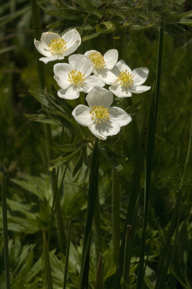 Anemone narcissiflora