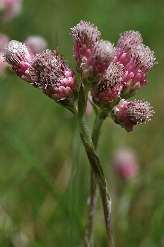 Antennaria dioica