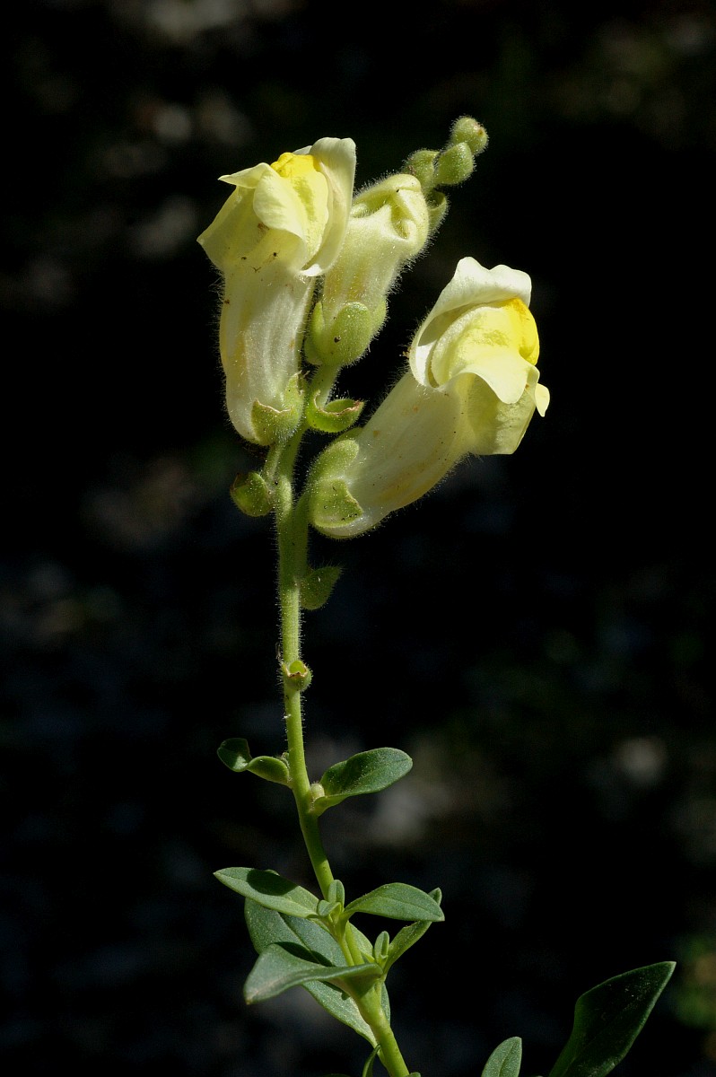Antirrhinum latifolium