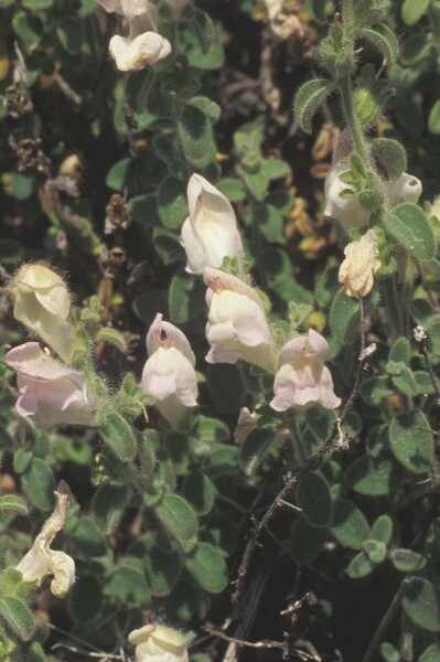 Antirrhinum sempervirens