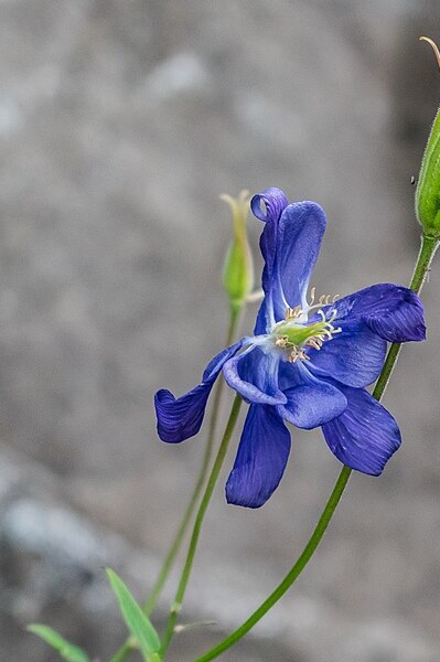 Aquilegia pyrenaica