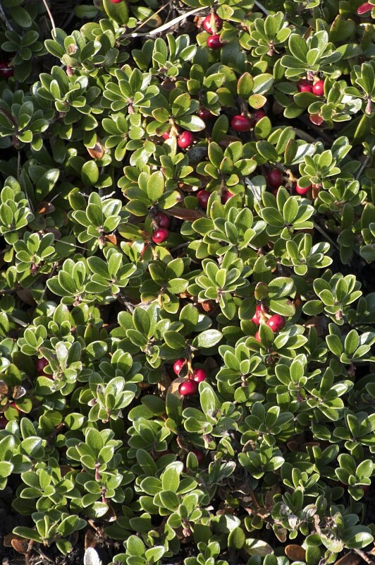 Arctostaphylos alpinus