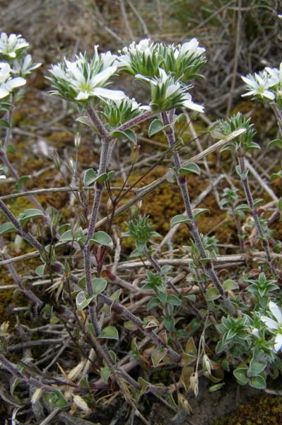 Arenaria oscensis