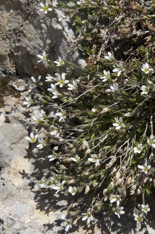 Arenaria moehringioides