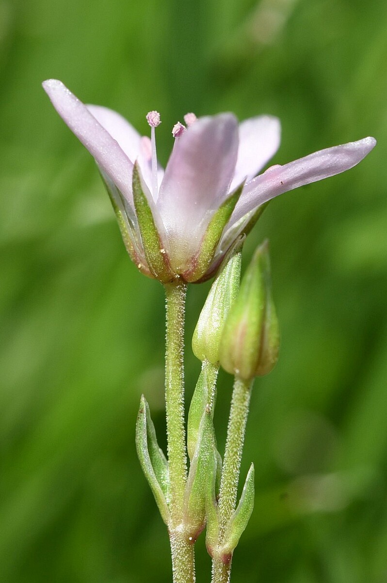Arenaria purpurascens