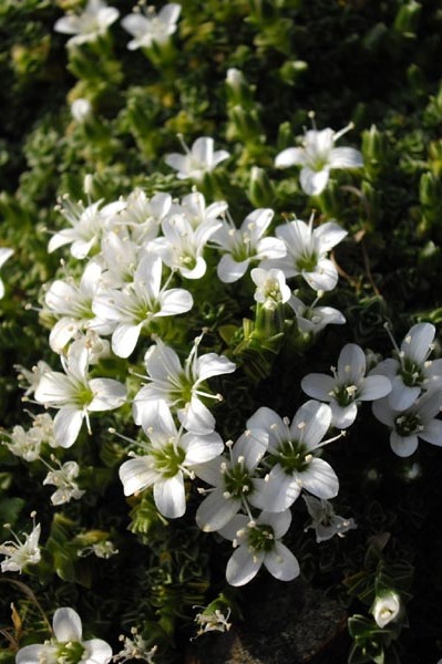 Arenaria tetraquetra
