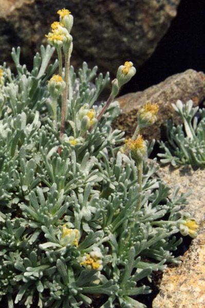 Artemisia umbelliformis