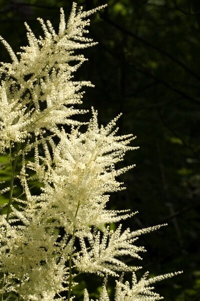 Aruncus dioicus