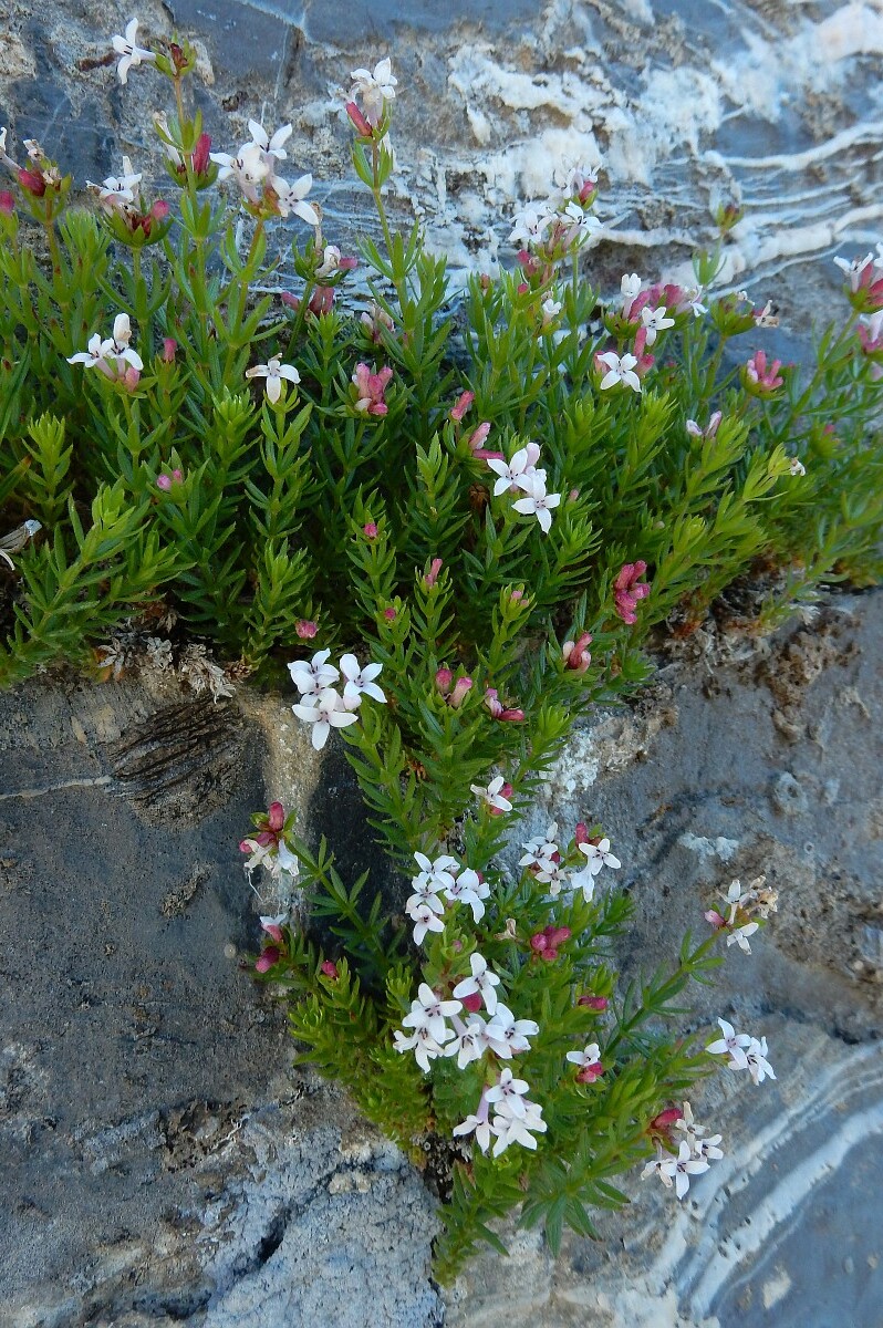 Asperula hirta