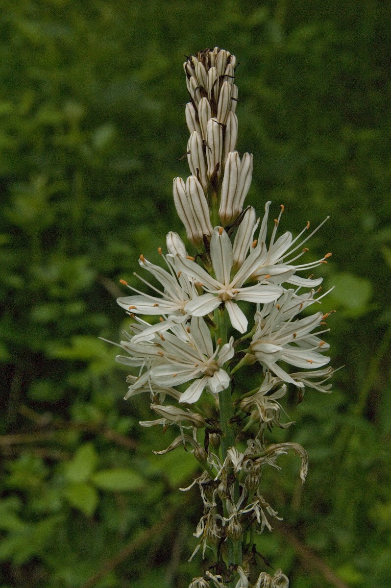 Asphodelus albus