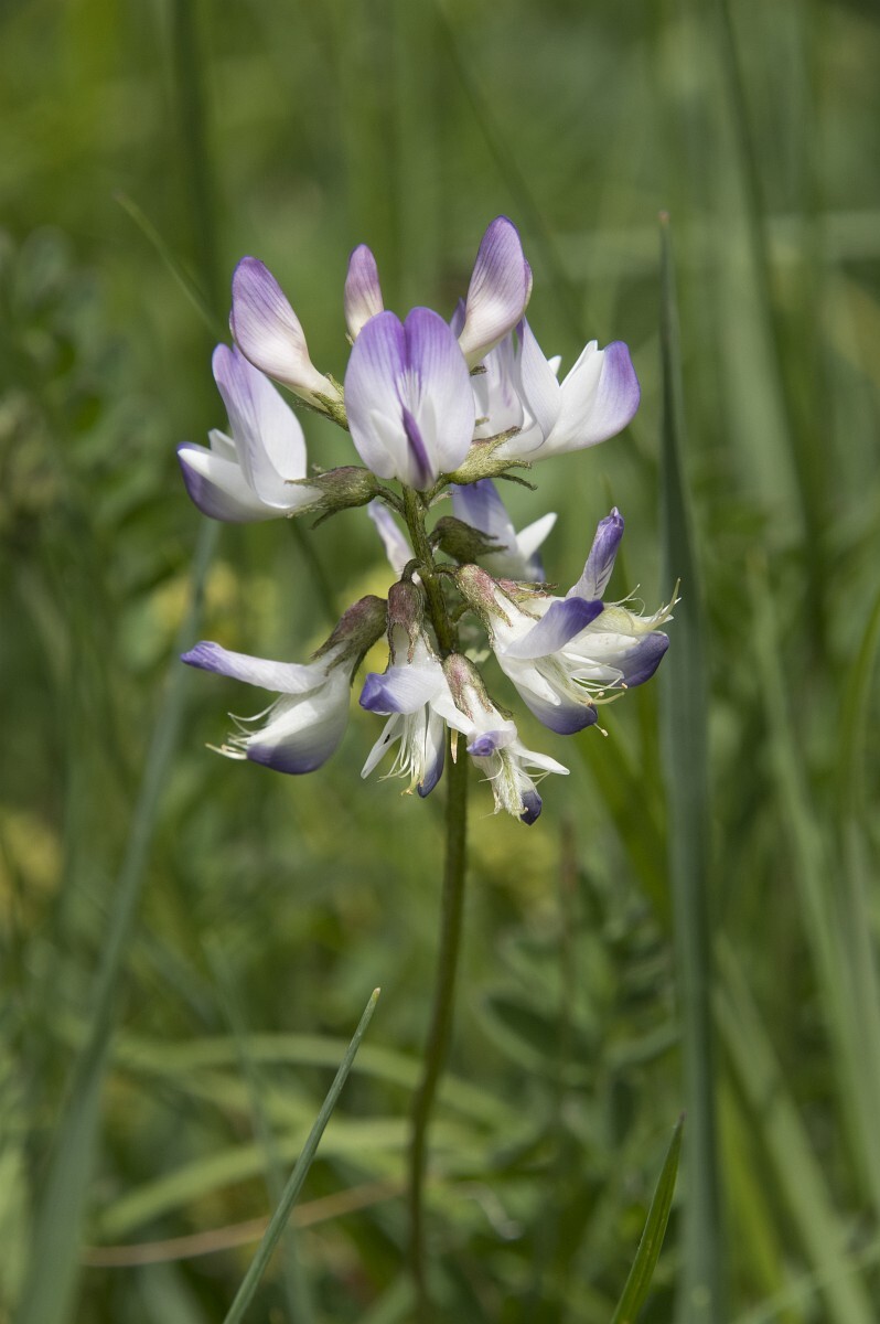 Astragalus alpinus